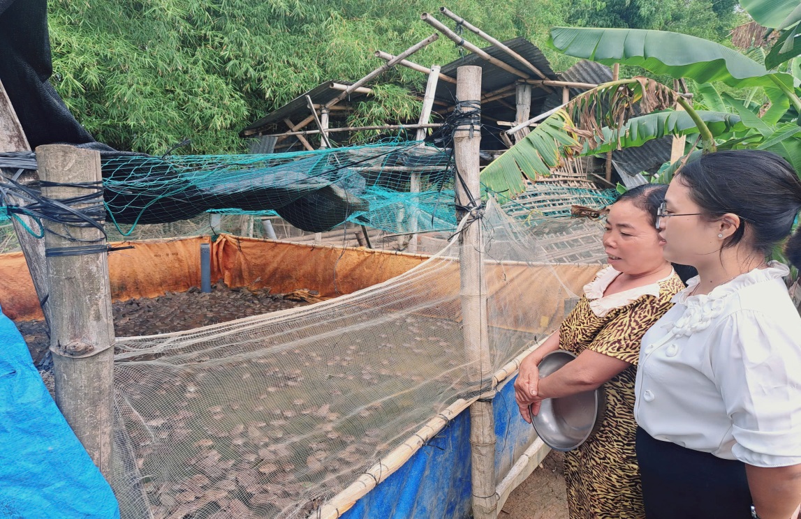MÔ HÌNH NUÔI ẾCH – HƯỚNG ĐI HIỆU QUẢ GIÚP HỘI VIÊN PHỤ NỮ PHÁT TRIỂN KINH TẾ GIA ĐÌNH
